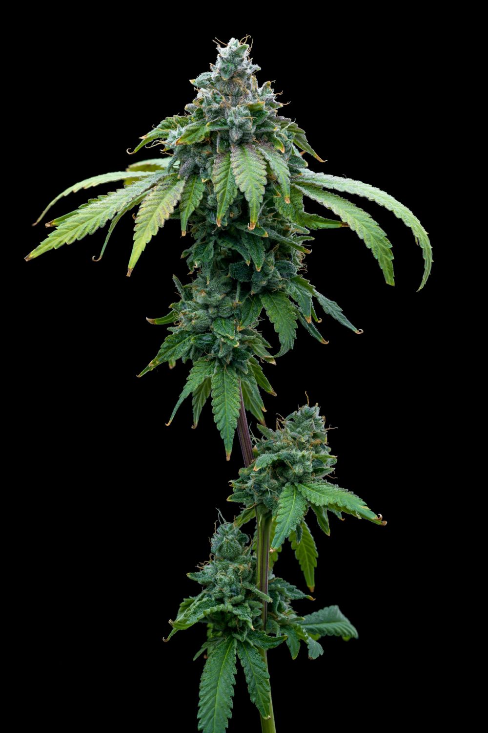 cafe-racer-strain-info-cafe-racer-weed-by-premium-cultivars-growdiaries