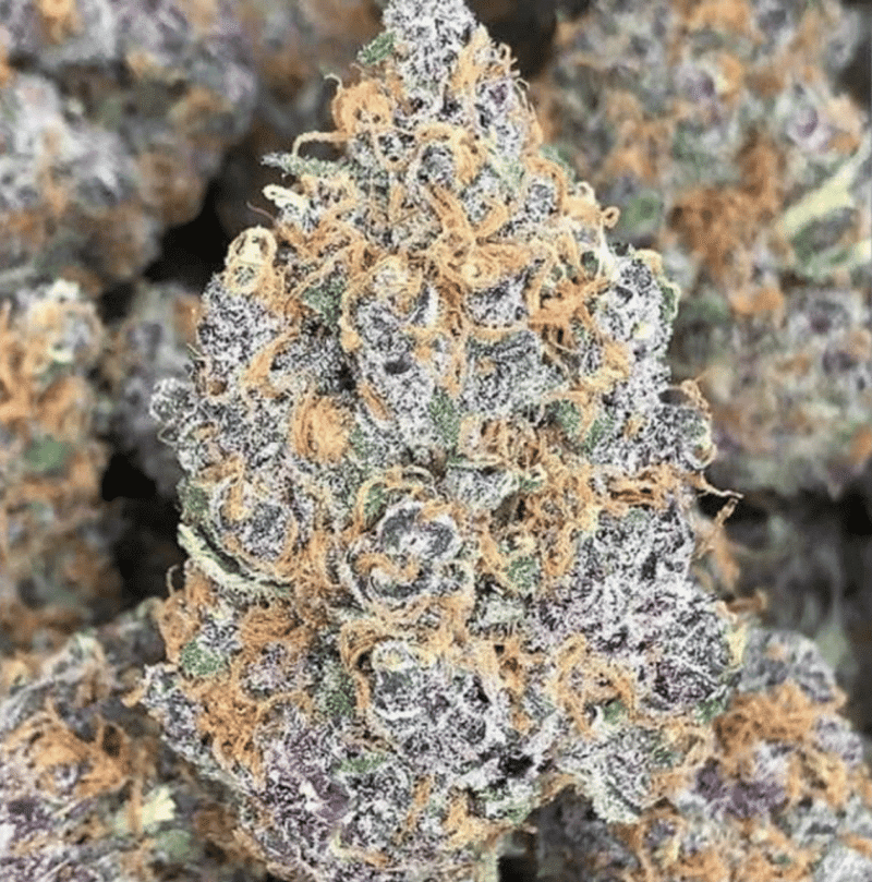 Forbidden Jelly Strain Info / Forbidden Jelly Weed By In House GrowDiaries