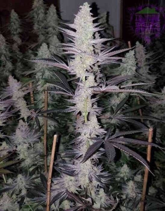 Frozen Grapes Strain Info / Frozen Grapes Weed By In House