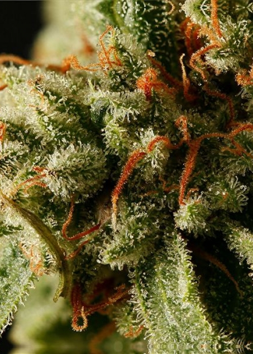 Sweet Deep Grapefruit Strain Info / Sweet Deep Grapefruit Weed By