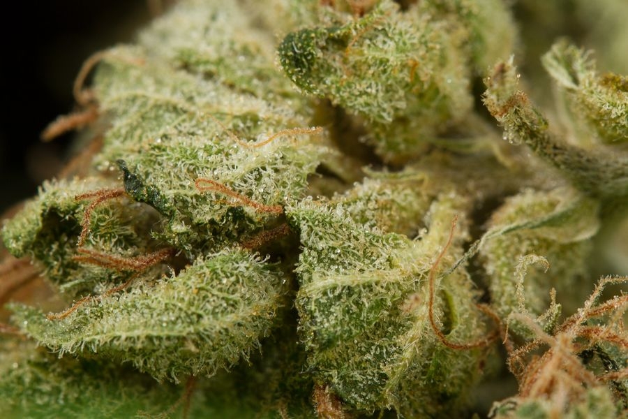 gold amnesia strain gold amnesia strain