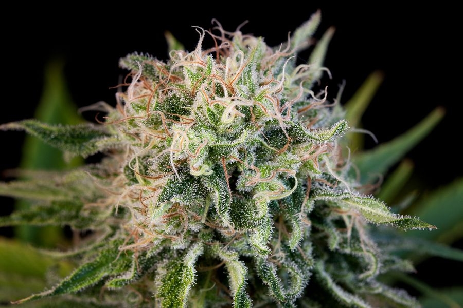 Critical Jack Strain Info   Critical Jack Weed By Dinafem - Growdiaries