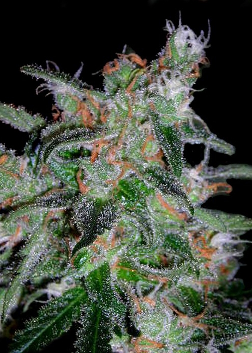 growdiaries