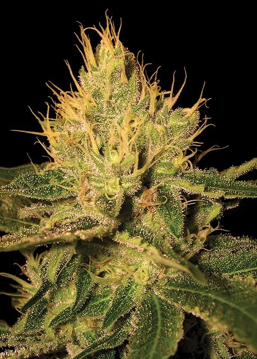growdiaries