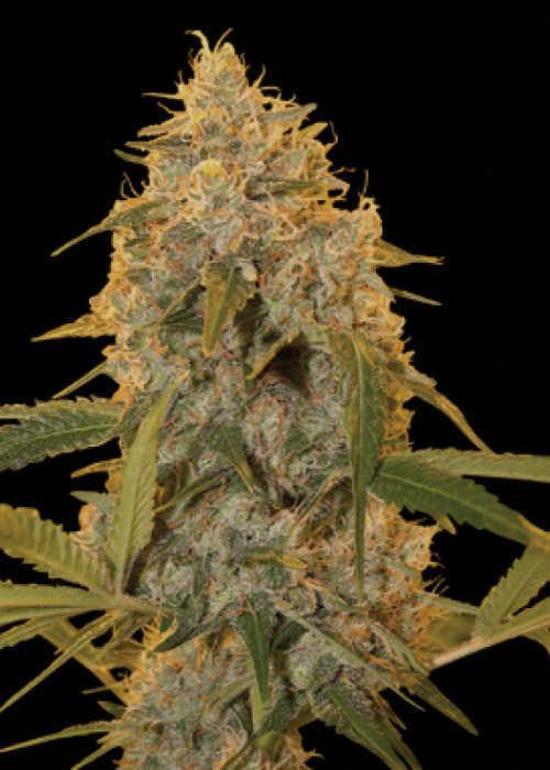 growdiaries