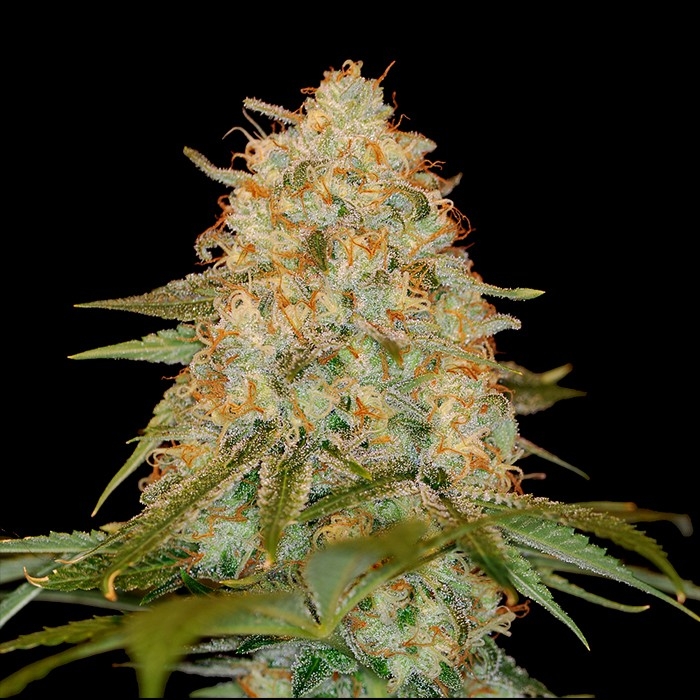 LA Chocolat Strain Info / LA Chocolat Weed By DNA GrowDiaries