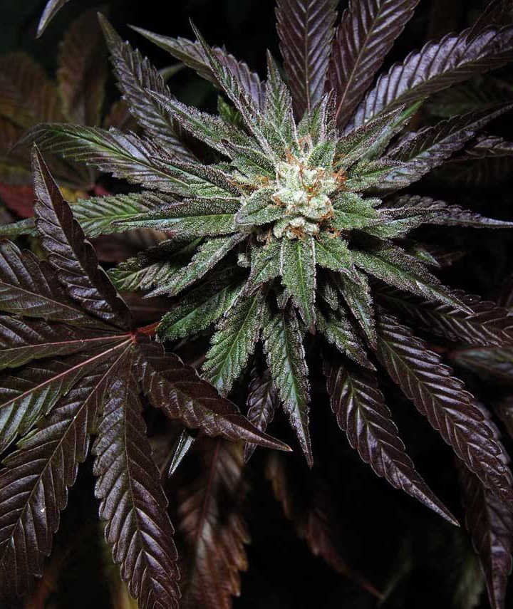 LA Confidential - Buy DNA Genetics cannabis seeds