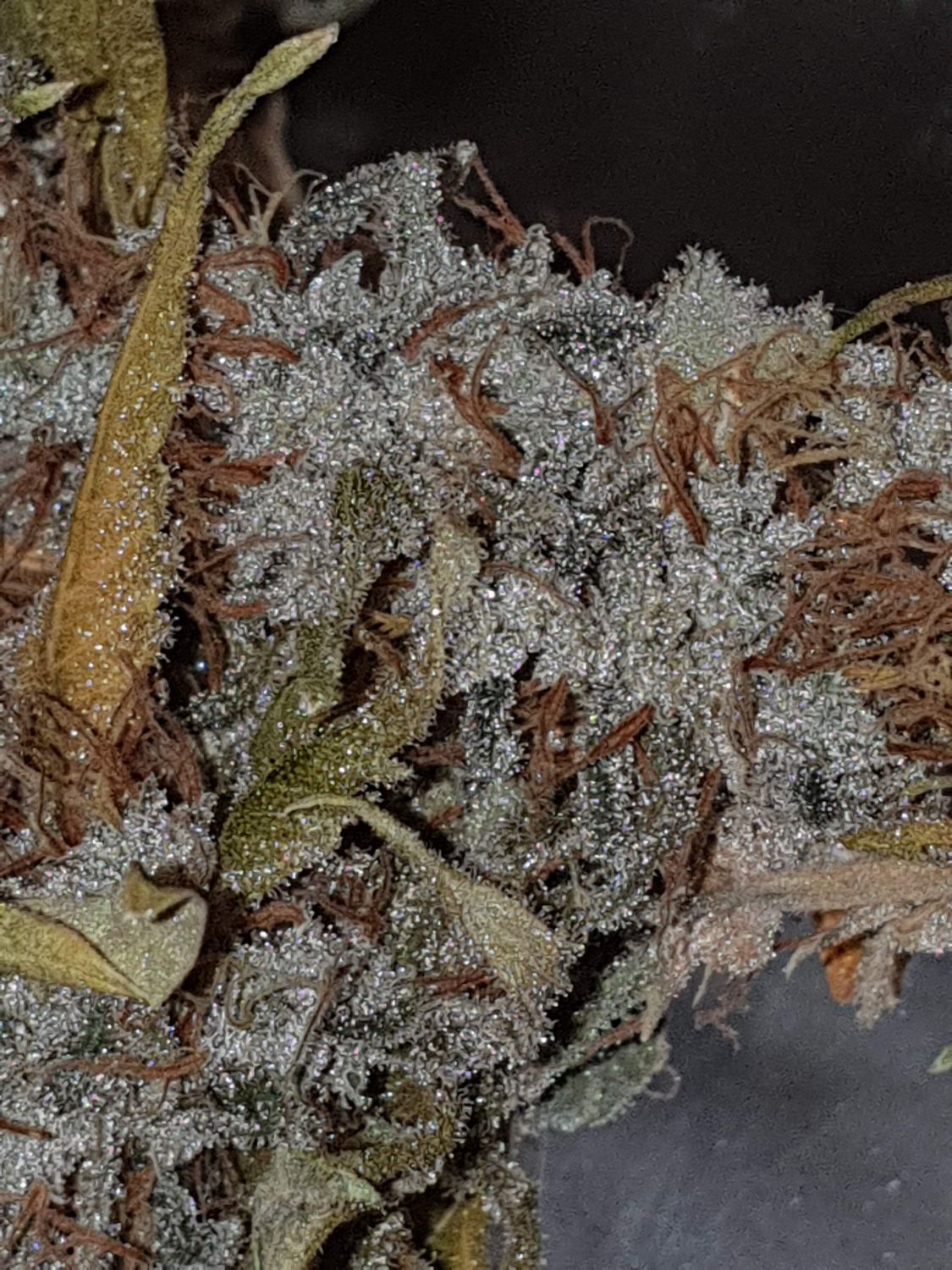 Lemon Skunk Strain Info / Lemon Skunk Weed By DNA Genetics - GrowDiaries