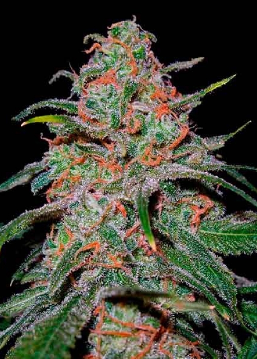 growdiaries