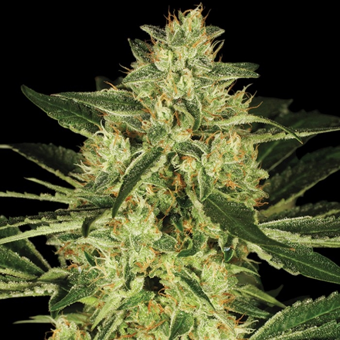 Tora Bora Reserva Privada Strain Info Growdiaries tora bora reserva privada strain info