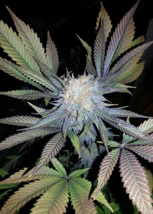 Cotton Candy Strain Info / Cotton Candy Weed By Delicious Seeds
