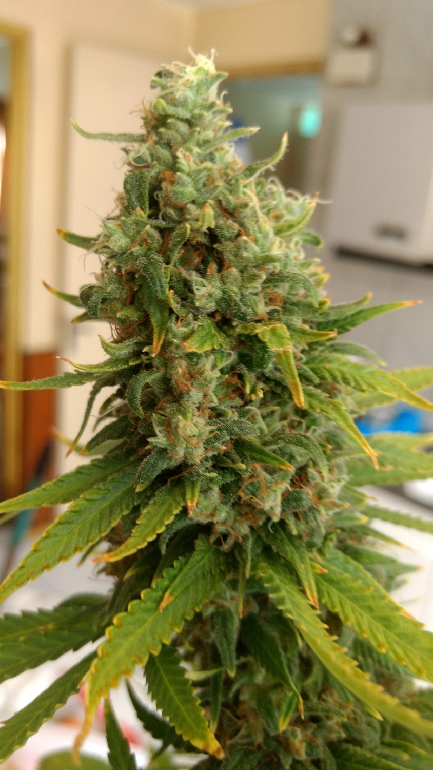 Super silver sensi strain image