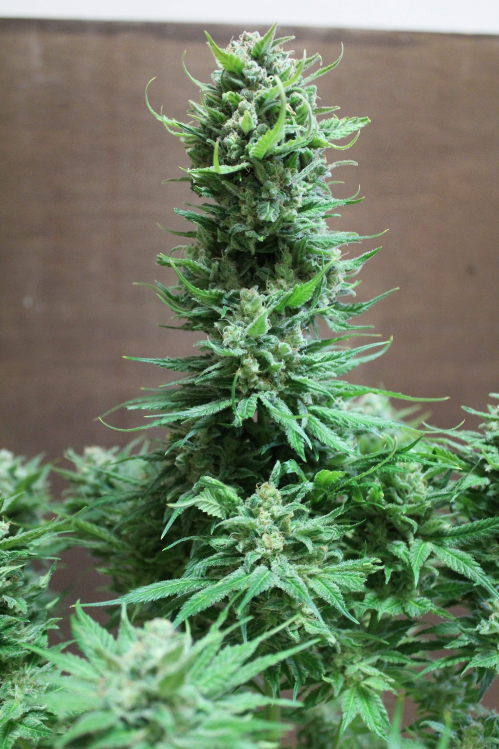 King Kong Strain Info / King Kong Weed By Dr. Underground - GrowDiaries