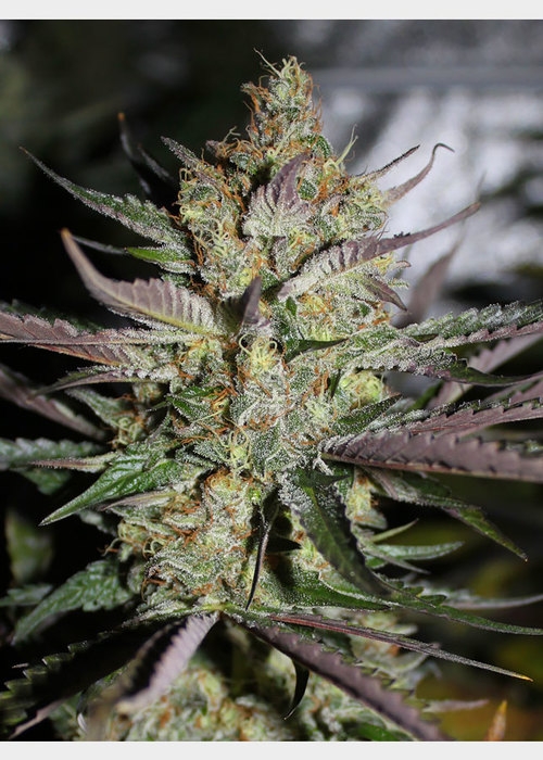 Starberry Hortilab Seeds Strain Info Growdiaries