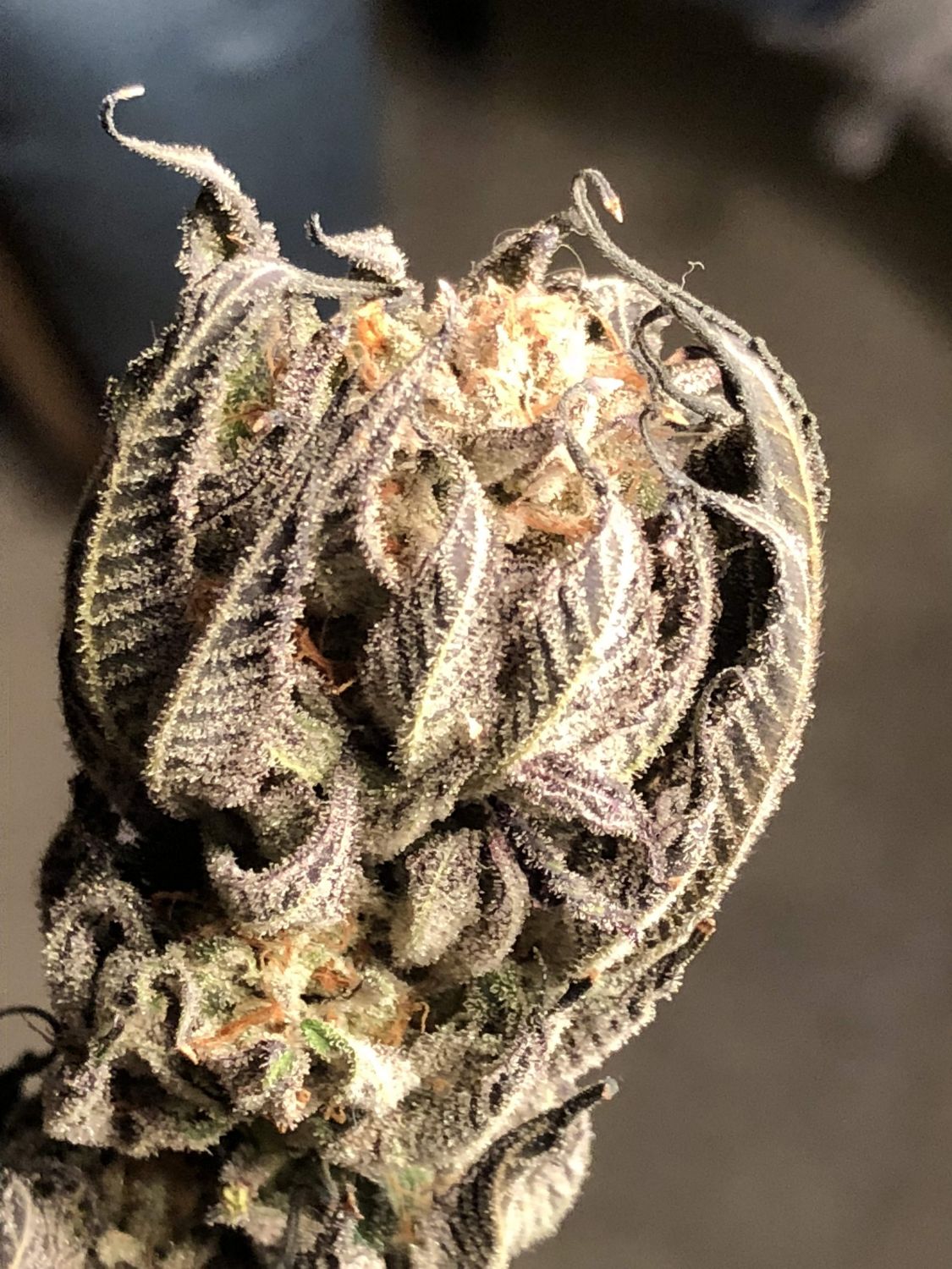 Deadhead OG Strain Info / Deadhead OG Weed By The Cali Connection