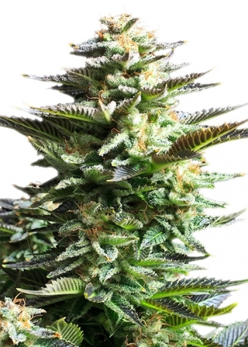 amnesia weed effect amnesia weed effect
