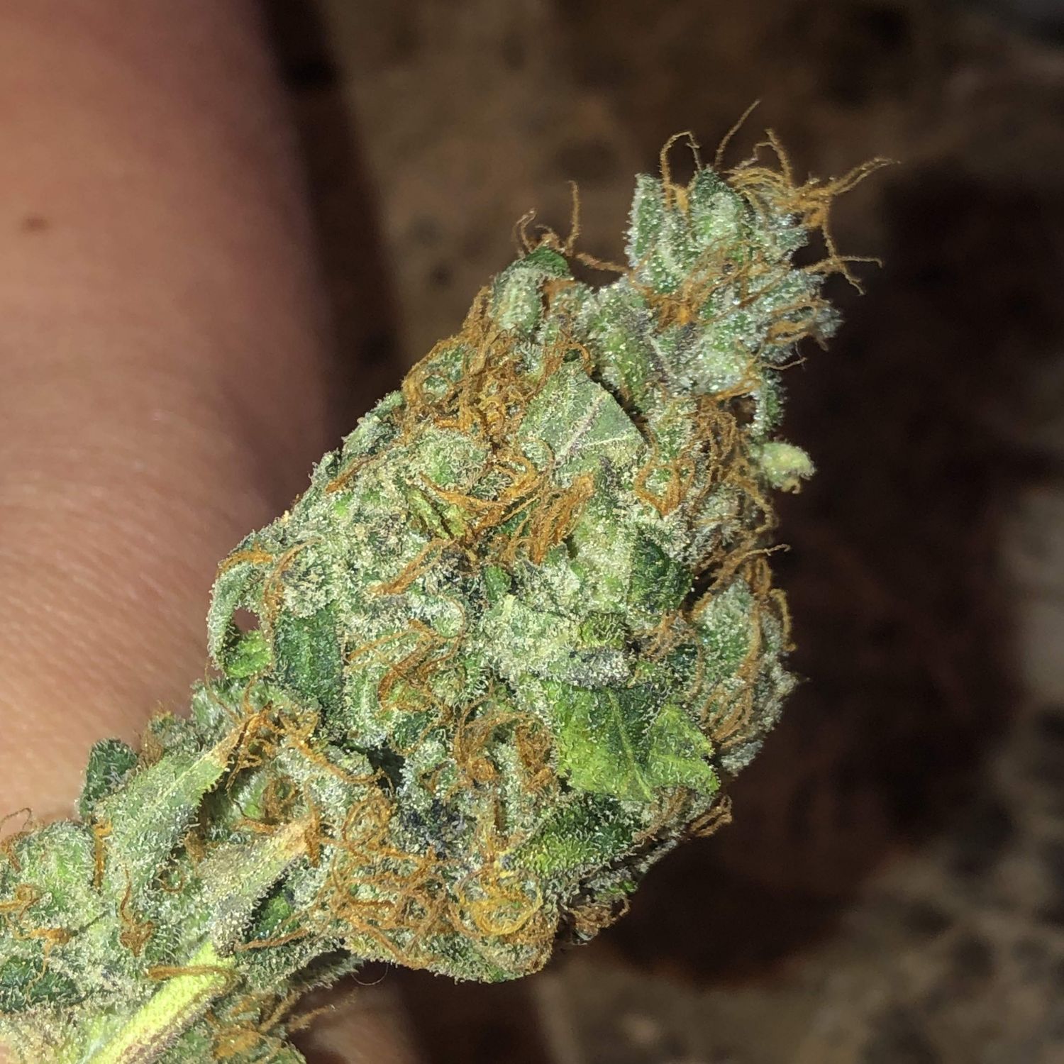 Dingleberry Kush (South Bay Genetics) :: Cannabis Strain Info