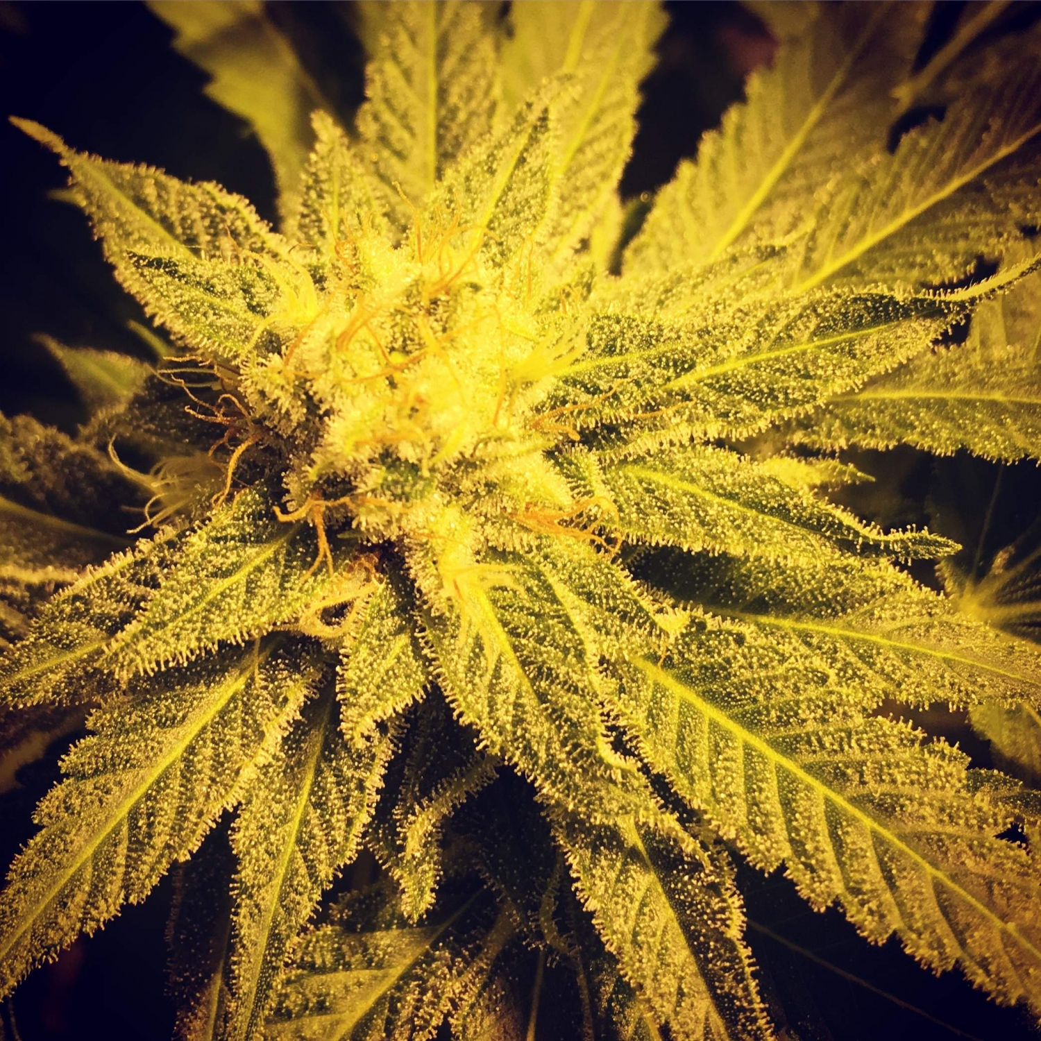 Haze Berry Strain Info / Haze Berry Weed By Royal Queen Seeds GrowDiaries