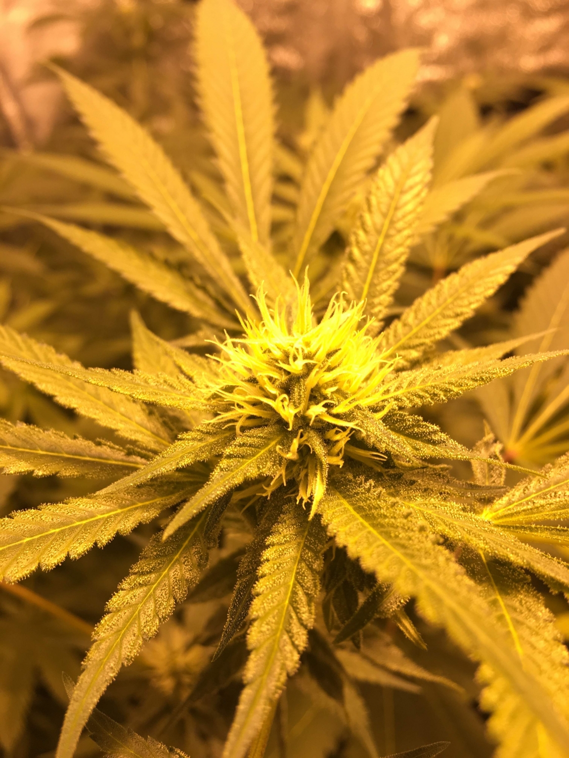 Haze Berry Strain Info / Haze Berry Weed By Royal Queen Seeds GrowDiaries