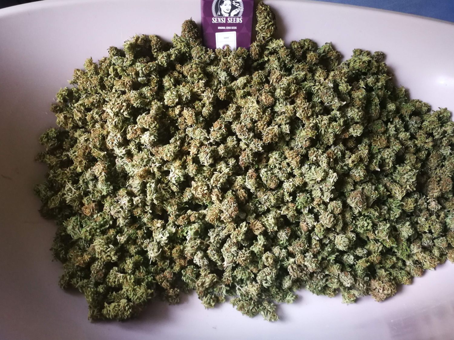 Durban Strain Info / Durban Weed By Sensi Seeds GrowDiaries