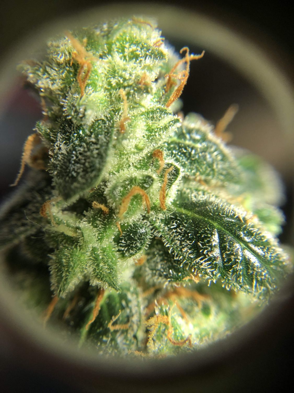 Auto New York City Strain Info / Auto New York City Weed By Pyramid