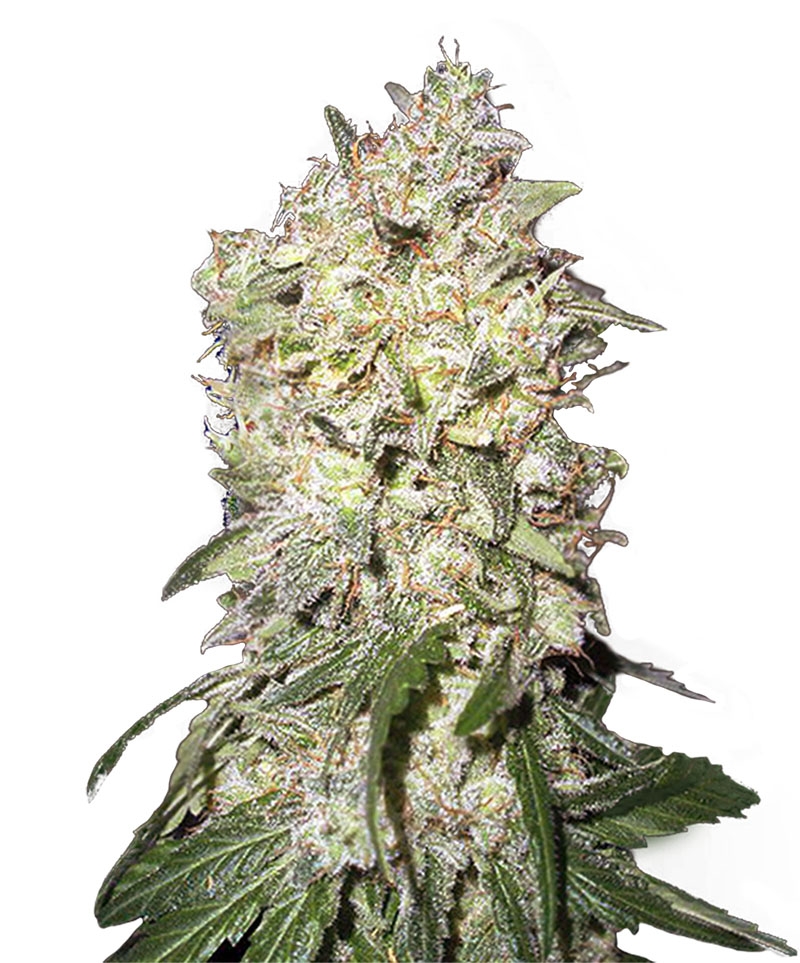 Afghan Kush Special feminized seeds World of Seeds