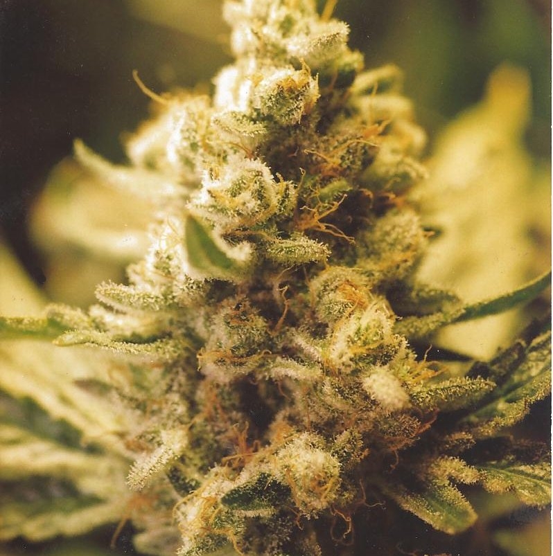Lemon Kush Strain Info / Lemon Kush Weed By Female Seeds GrowDiaries