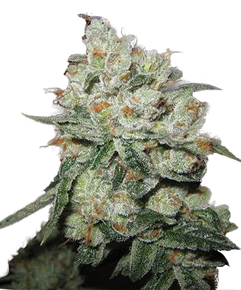 OG Kush Strain Info / OG Kush Weed By Blk.seeds GrowDiaries