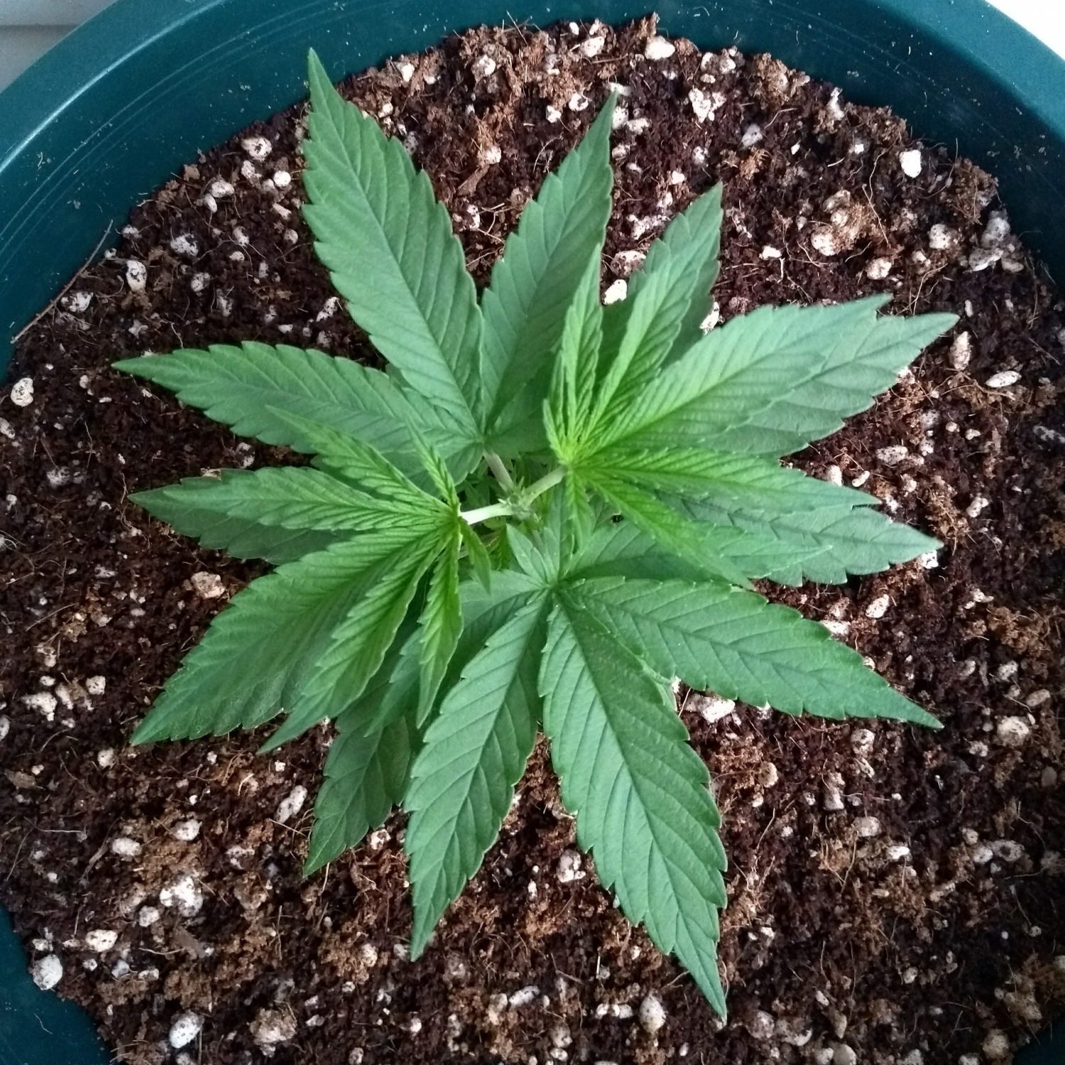 blueharvest cbd blueharvest cbd