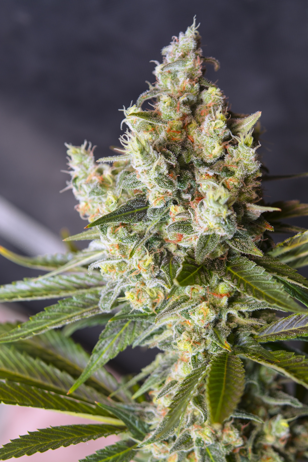 Big Devil Fast Version® Strain Info Big Devil Fast Version® Weed By Sweet Seeds Growdiaries