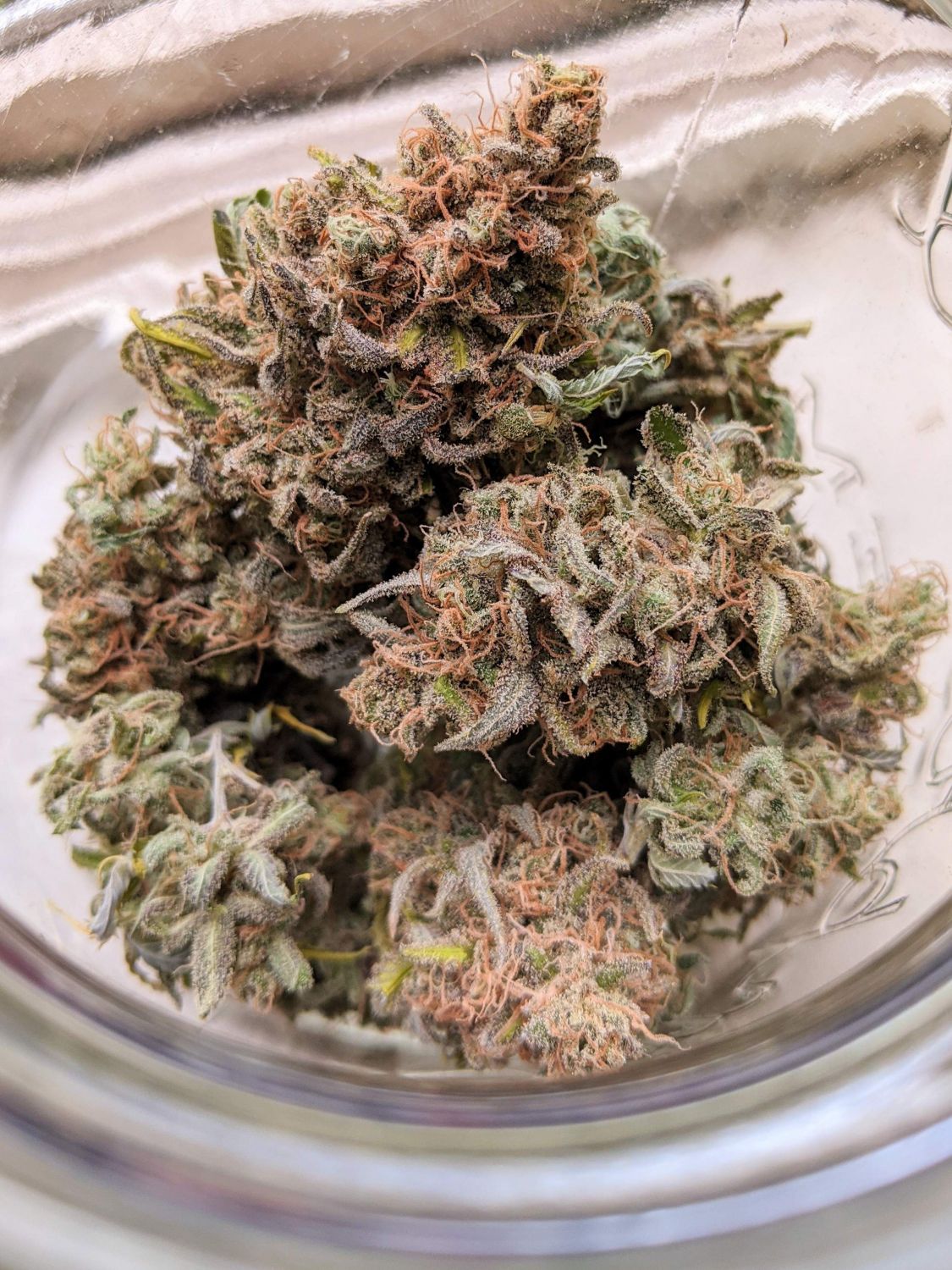 Critical Super Silver Haze Strain Info / Critical Super Silver Haze ...