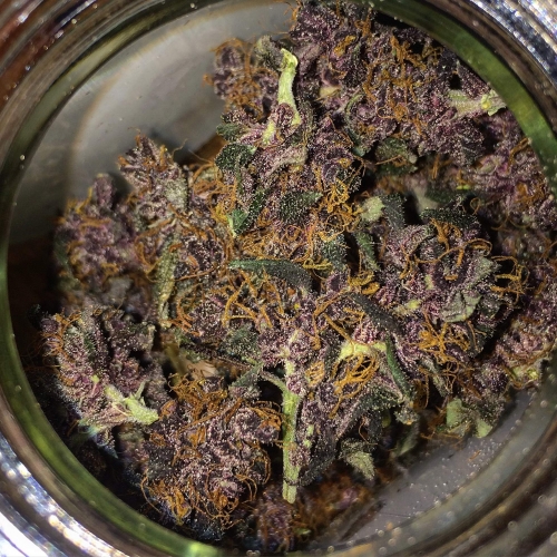 Marmalate Strain Info / Marmalate Weed By Delicious Seeds GrowDiaries