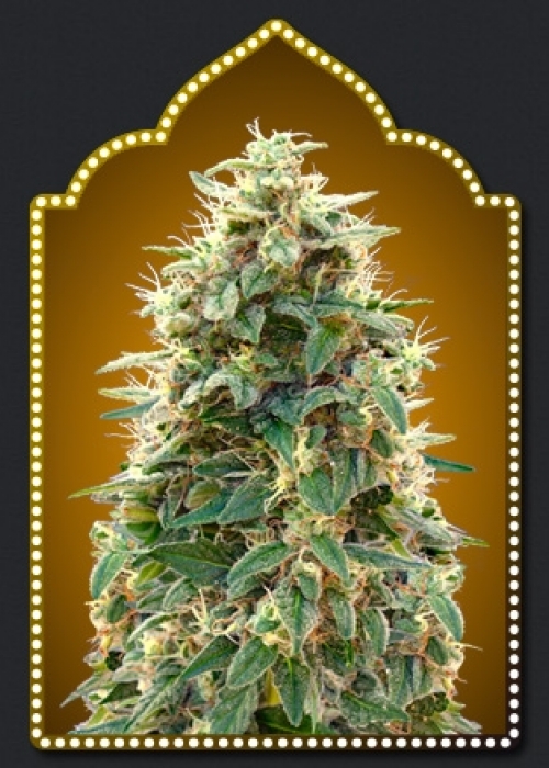 Auto Chocolate Skunk XXL Strain Info / Auto Chocolate Skunk XXL Weed By
