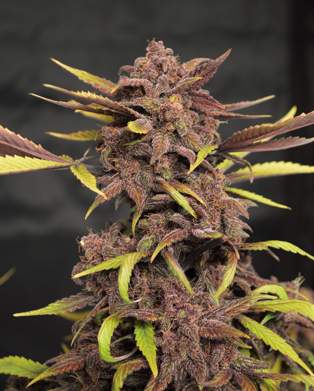 Blackberry Auto Strain Info / Blackberry Auto Weed By Fast Buds