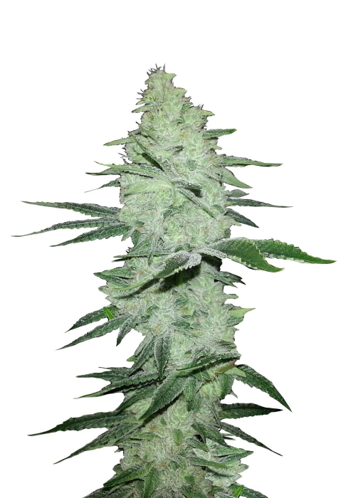 FastBuds breeder. Seed bank info - GrowDiaries