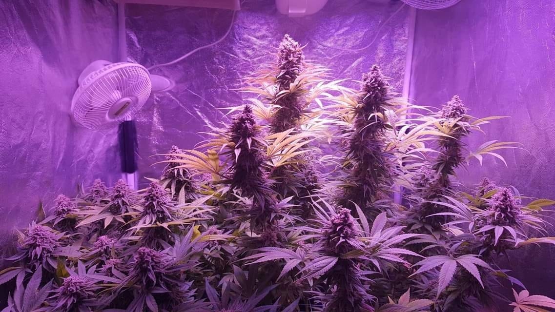 Grandaddy Purple / Blimburn Seeds Strain Info - GrowDiaries