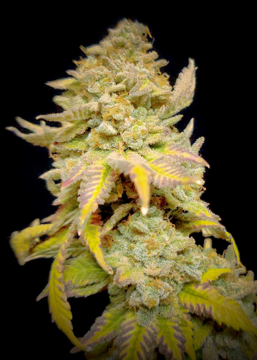 5216-grandaddy-purple_700.jpg