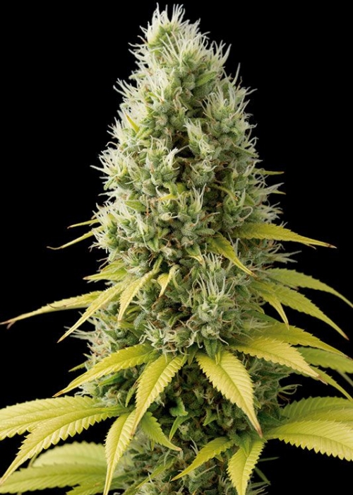 shark-shock-cbd_700.jpg