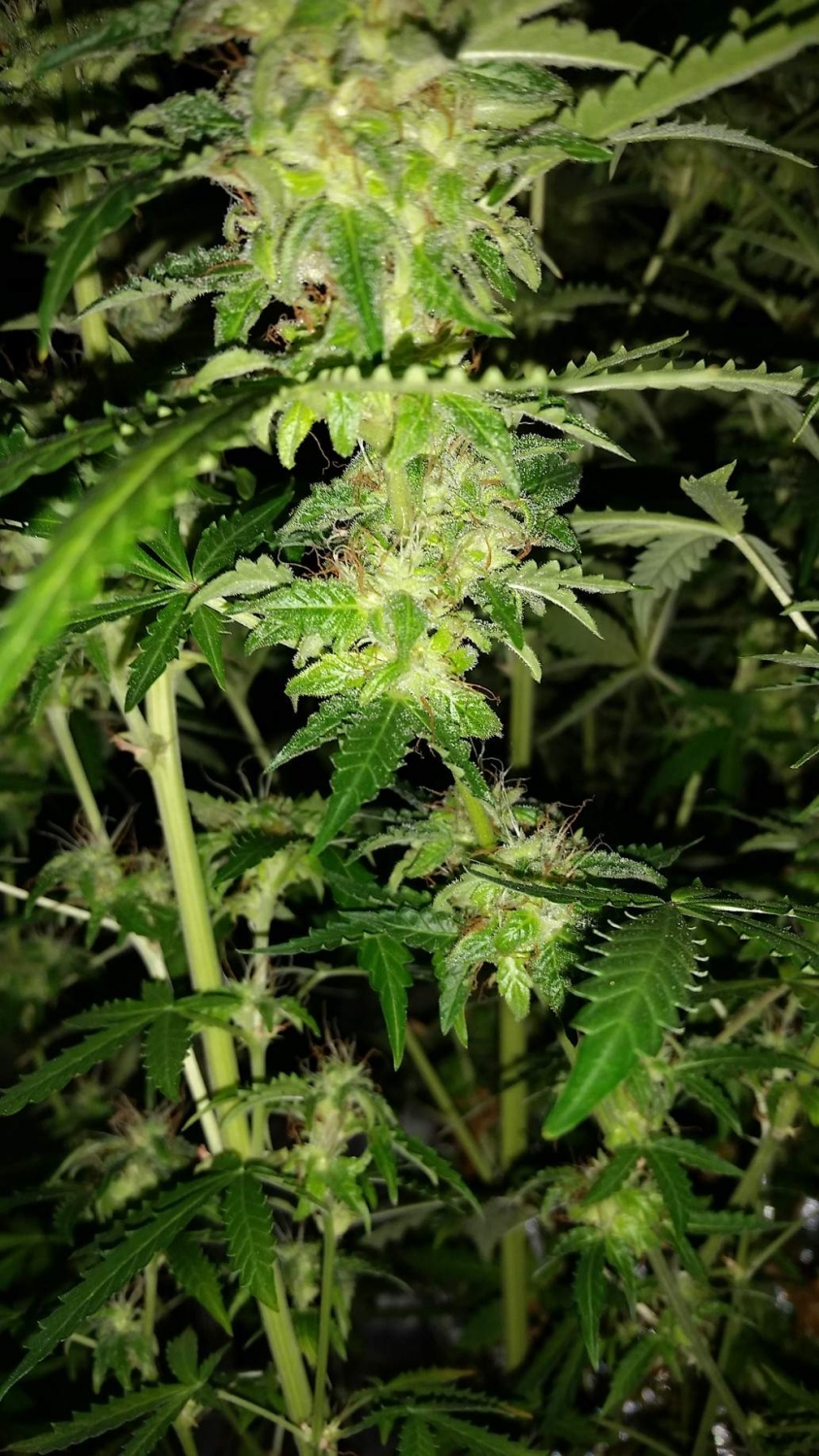 Auto Daiquiri Lime Strain Info / Auto Daiquiri Lime Weed By Dutch