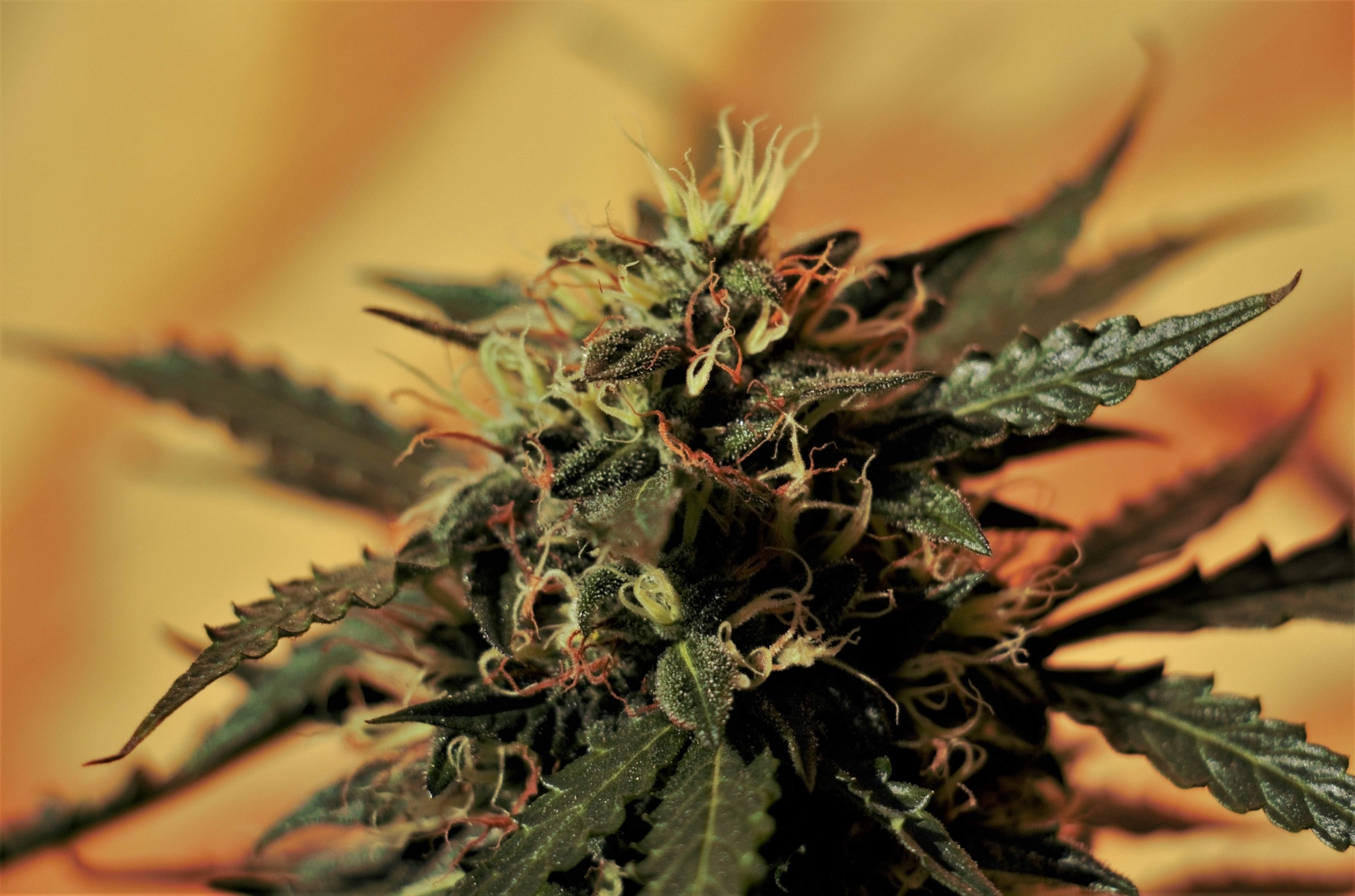 Auto Daiquiri Lime Strain Info / Auto Daiquiri Lime Weed By Dutch