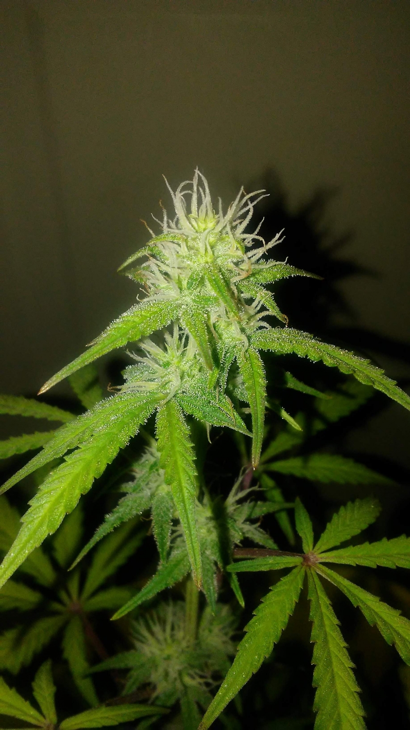 Auto Daiquiri Lime Strain Info / Auto Daiquiri Lime Weed By Dutch