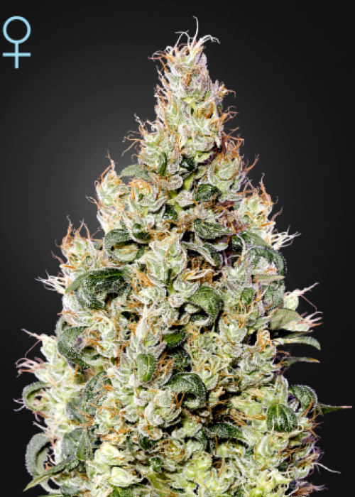 830-exodus-cheese-auto-cbd_500.jpg