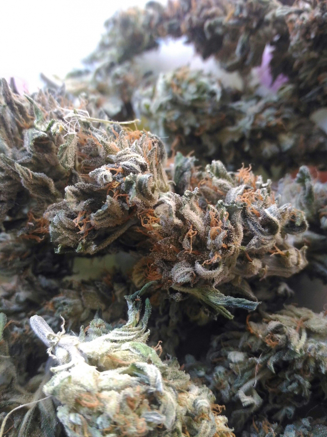 Jack Herer Auto Strain Info / Jack Herer Auto Weed By Green House Seed