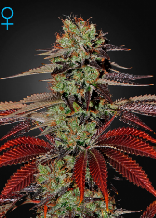 Kings Kush Auto Strain Info / Kings Kush Auto Weed By Green House Seed