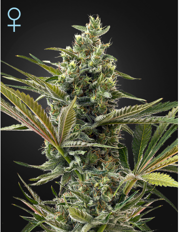 Super Lemon Haze Auto CBD Strain Info / Super Lemon Haze Auto CBD