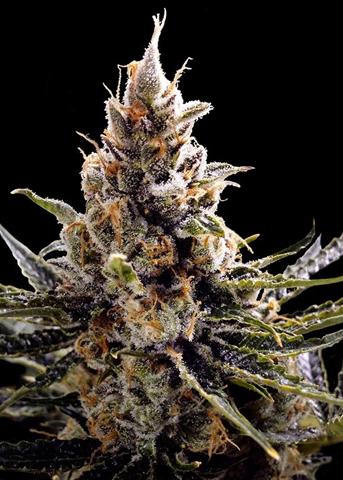 growdiaries