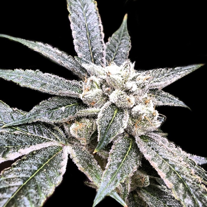 Golden Berry Strain Info Golden Berry Weed By DNA Genetics GrowDiaries