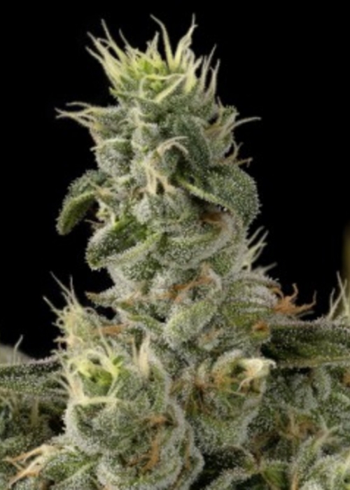 growdiaries