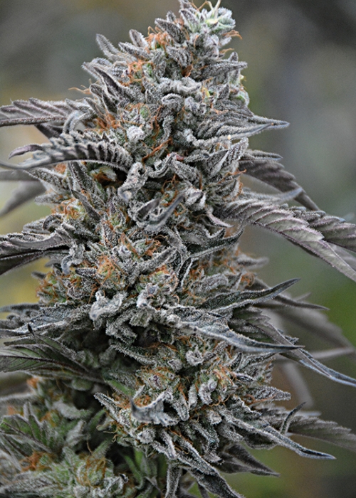 black-d-o-g_700.jpg