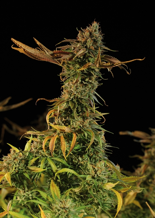 Blueberry Headband Strain Info / Blueberry Headband Weed By Humboldt